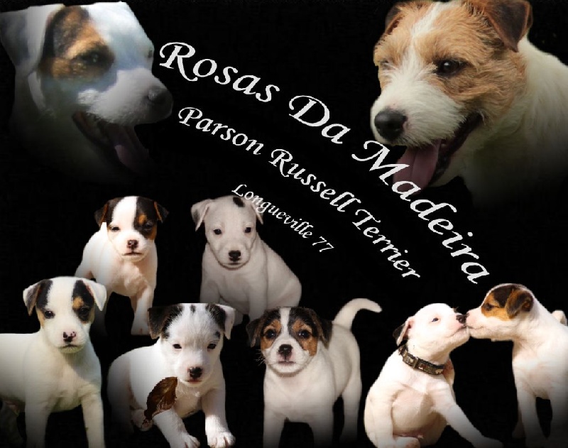 Rosas Da Madeira - Parson Russell Terrier - Portée née le 20/09/2014