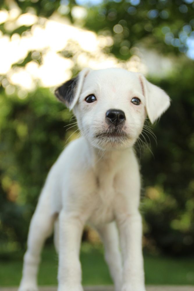 chiot Parson Russell Terrier Rosas Da Madeira