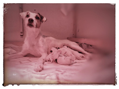 Rosas Da Madeira - Parson Russell Terrier - Portée née le 14/06/2023