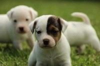 Rosas Da Madeira - Parson Russell Terrier - Portée née le 24/05/2021