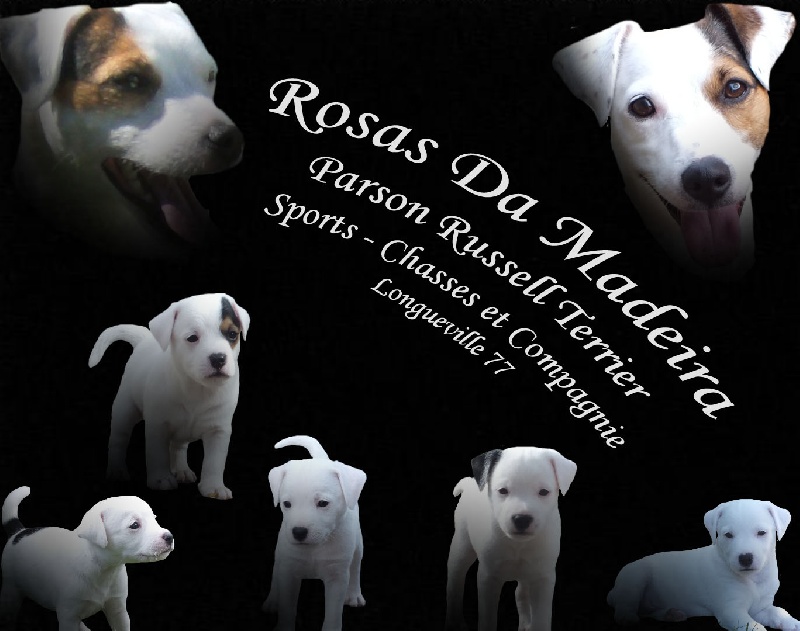 Rosas Da Madeira - Parson Russell Terrier - Portée née le 10/07/2013
