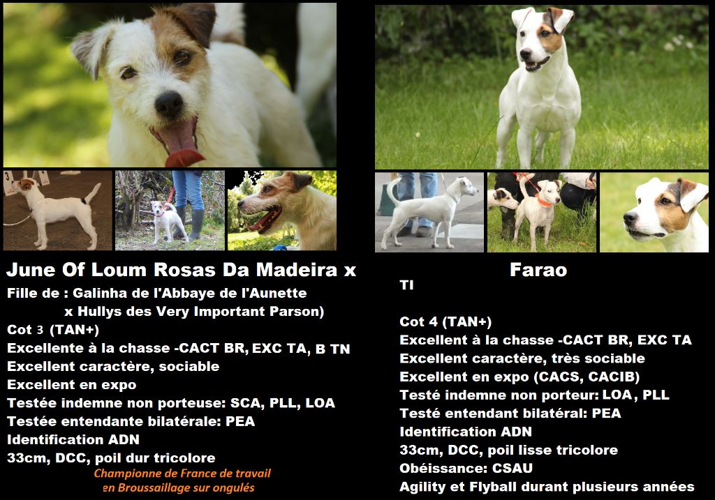 Rosas Da Madeira - Parson Russell Terrier - Portée née le 16/12/2019