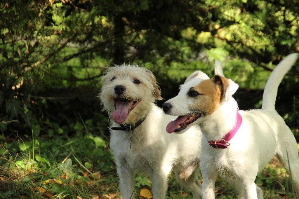 Chiots Octobre 2025