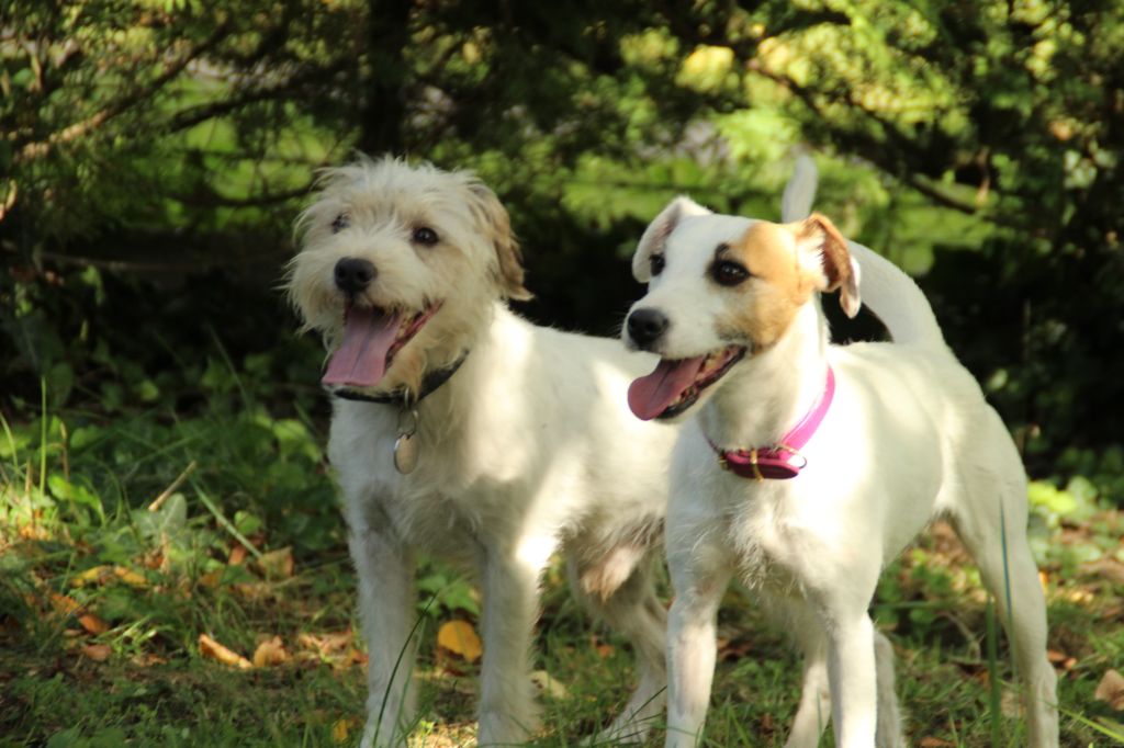 Papa des chiots 2025