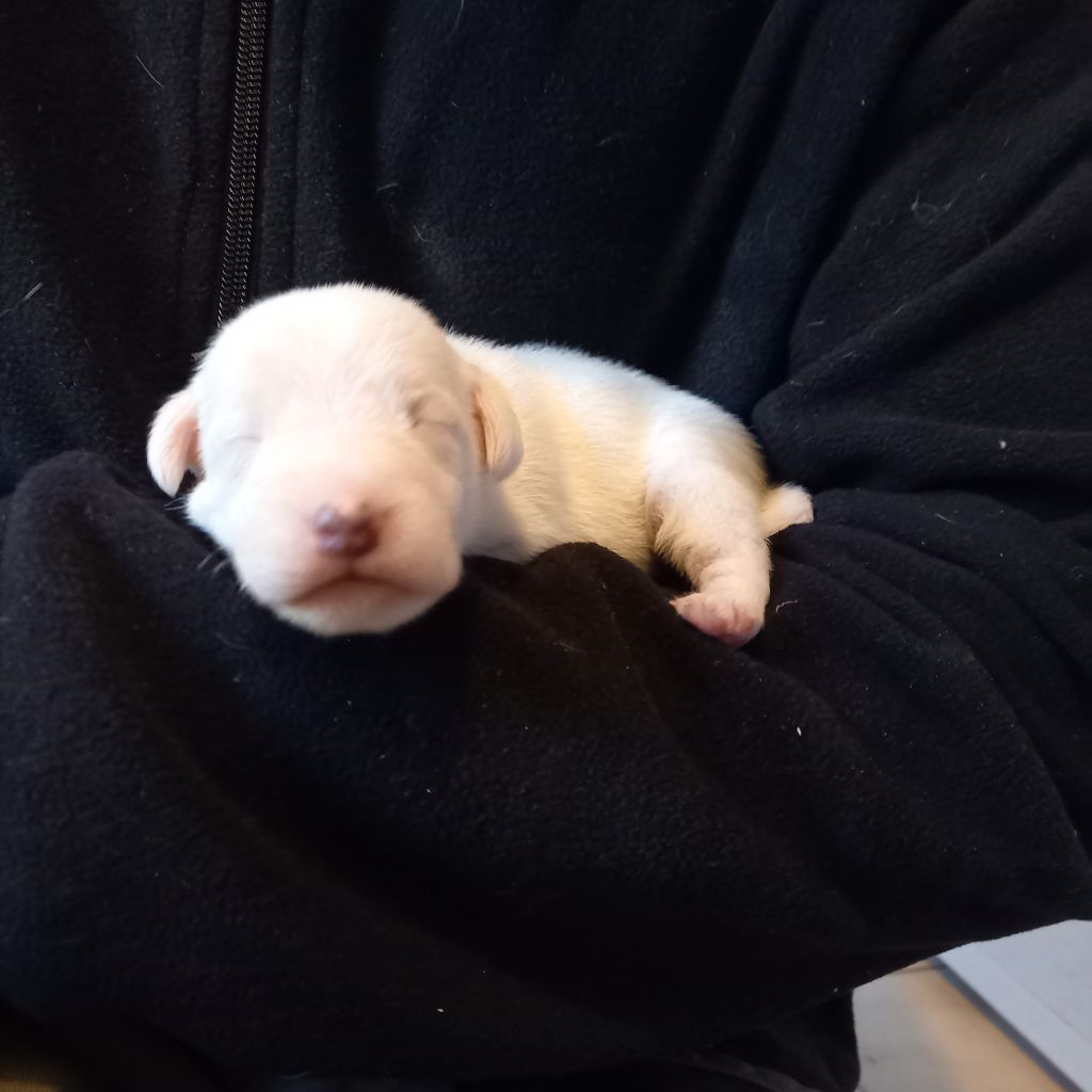 Rosas Da Madeira - Chiots disponibles - Parson Russell Terrier