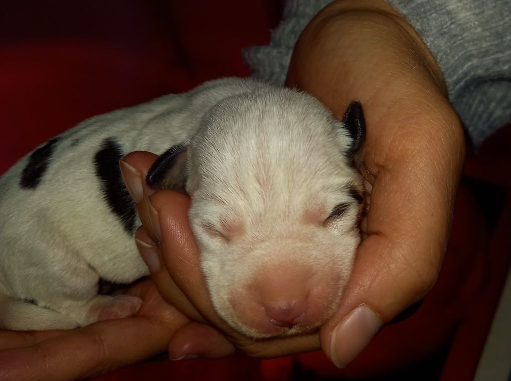 Rosas Da Madeira - Chiots disponibles - Parson Russell Terrier