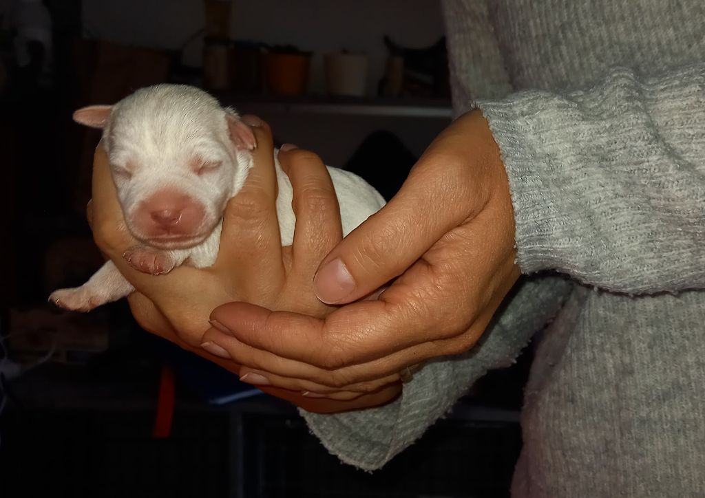 Rosas Da Madeira - Chiots disponibles - Parson Russell Terrier