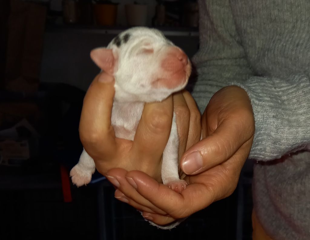 Rosas Da Madeira - Chiots disponibles - Parson Russell Terrier