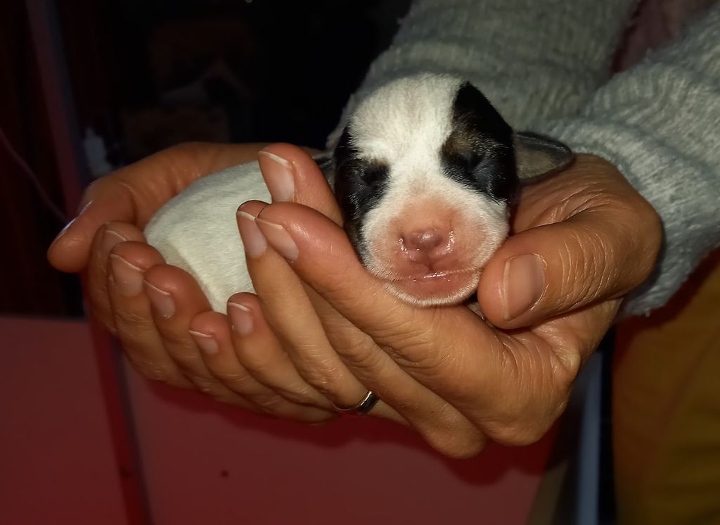 Rosas Da Madeira - Chiots disponibles - Parson Russell Terrier