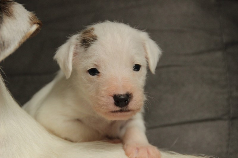 Rosas Da Madeira - Chiots disponibles - Parson Russell Terrier