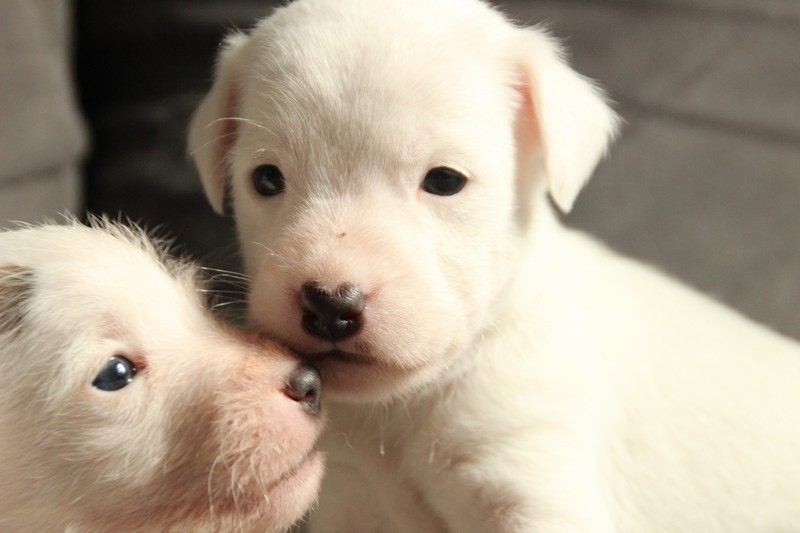 Rosas Da Madeira - Chiots disponibles - Parson Russell Terrier