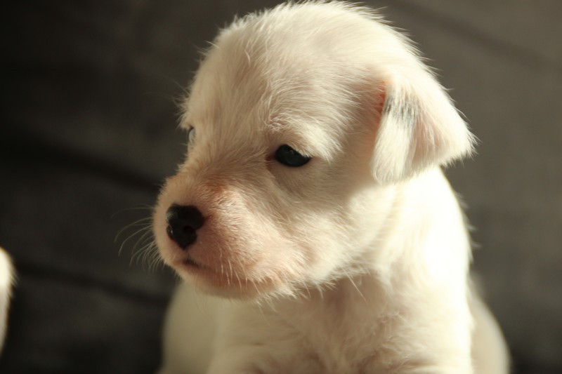 Rosas Da Madeira - Chiots disponibles - Parson Russell Terrier