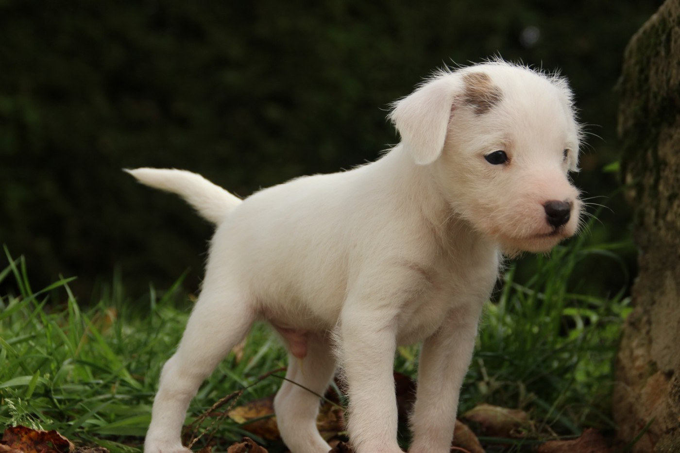 Rosas Da Madeira - Chiots disponibles - Parson Russell Terrier