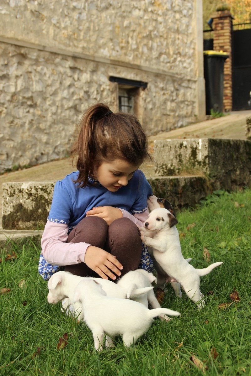 Chiot Parson Russell Terrier Rosas Da Madeira