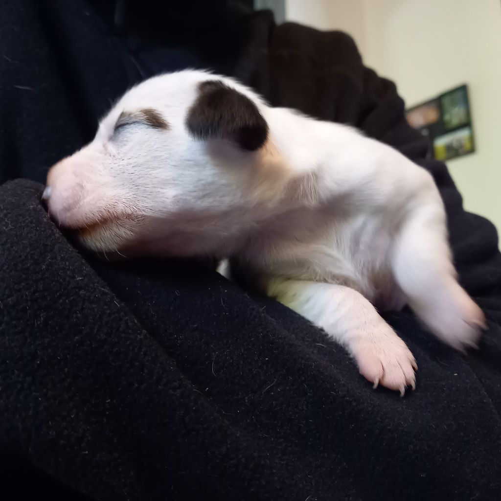 Rosas Da Madeira - Chiots disponibles - Parson Russell Terrier