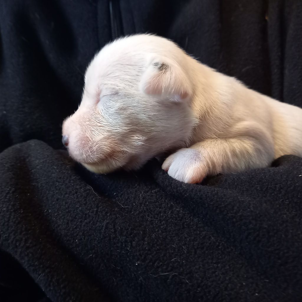 Rosas Da Madeira - Chiots disponibles - Parson Russell Terrier