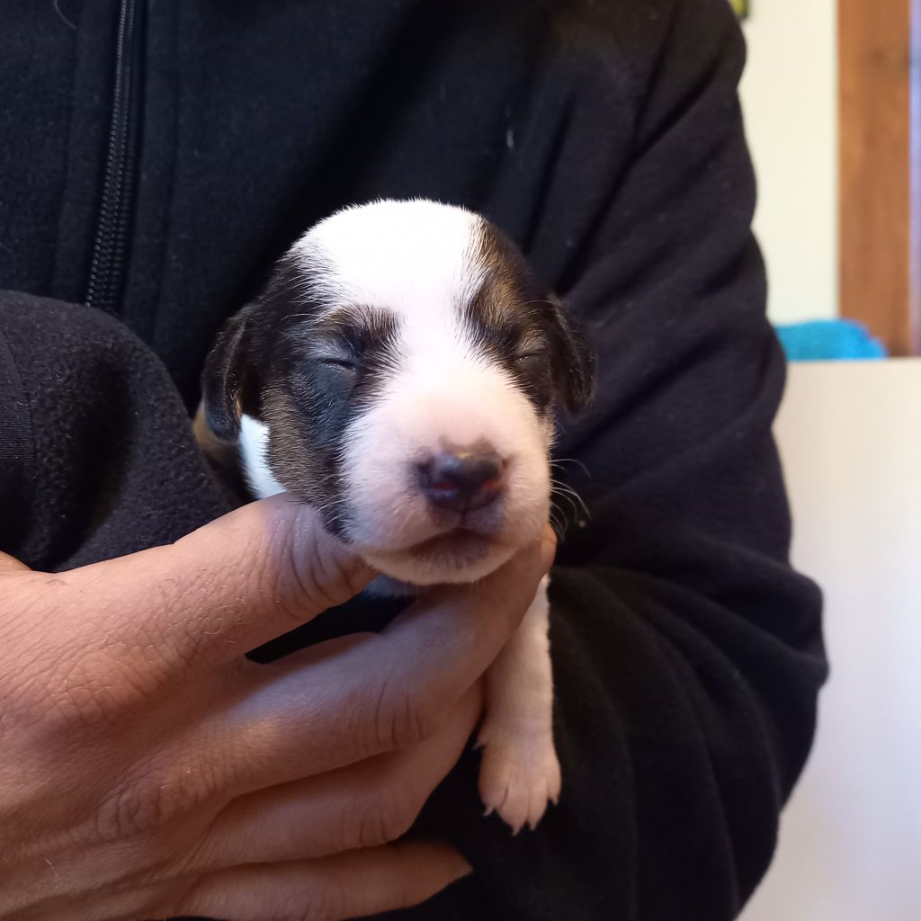 Rosas Da Madeira - Chiots disponibles - Parson Russell Terrier