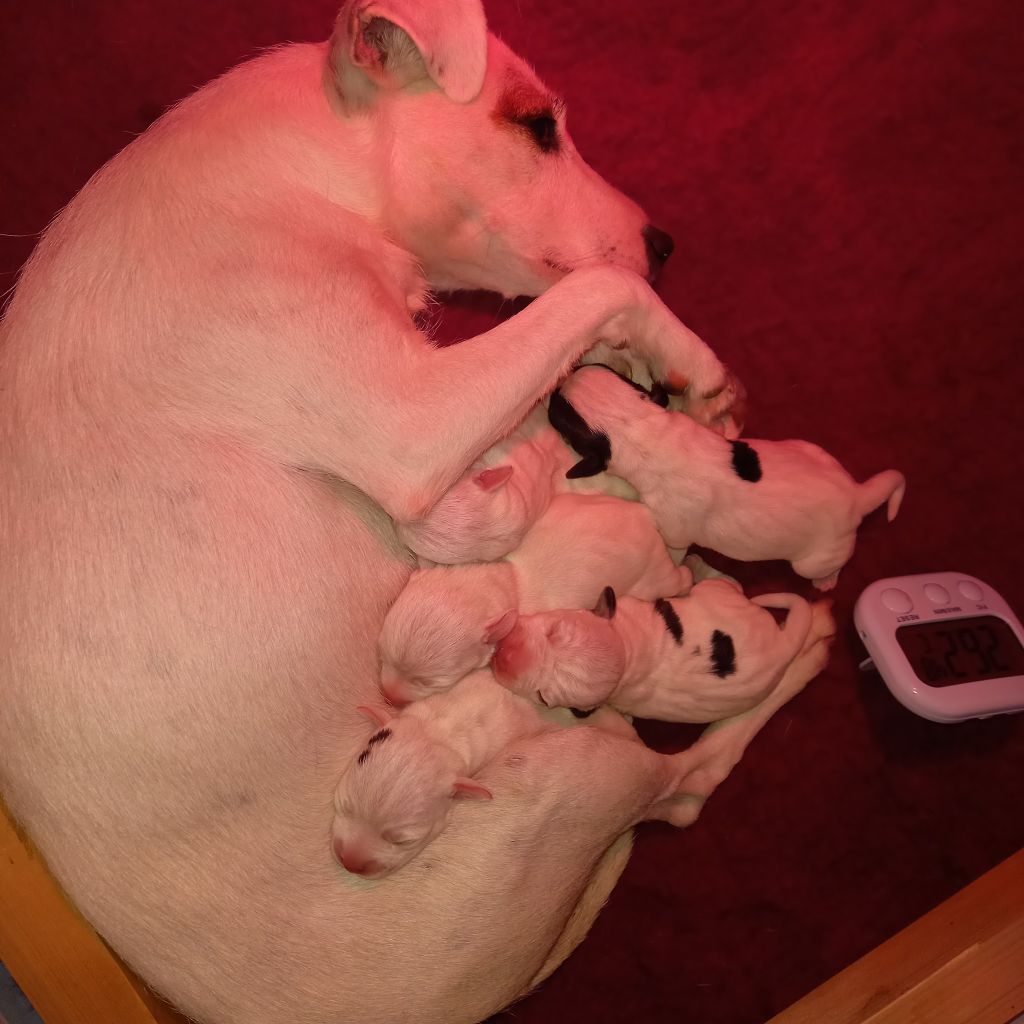 Chiot Parson Russell Terrier Rosas Da Madeira