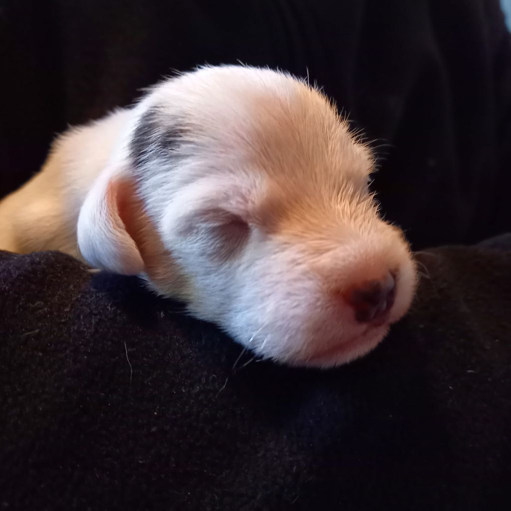 Rosas Da Madeira - Chiots disponibles - Parson Russell Terrier