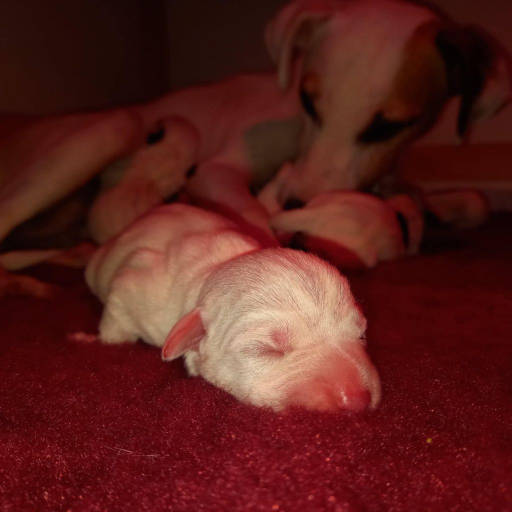 Rosas Da Madeira - Chiots disponibles - Parson Russell Terrier